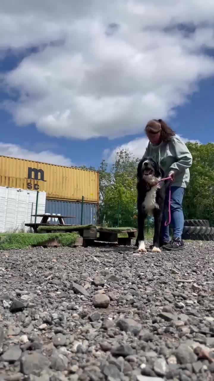 Mixed Breed dogs for adoption: 🐾💙 DONNIE WAITING FOR HIS CHANCE 💙🐾 - Video 4