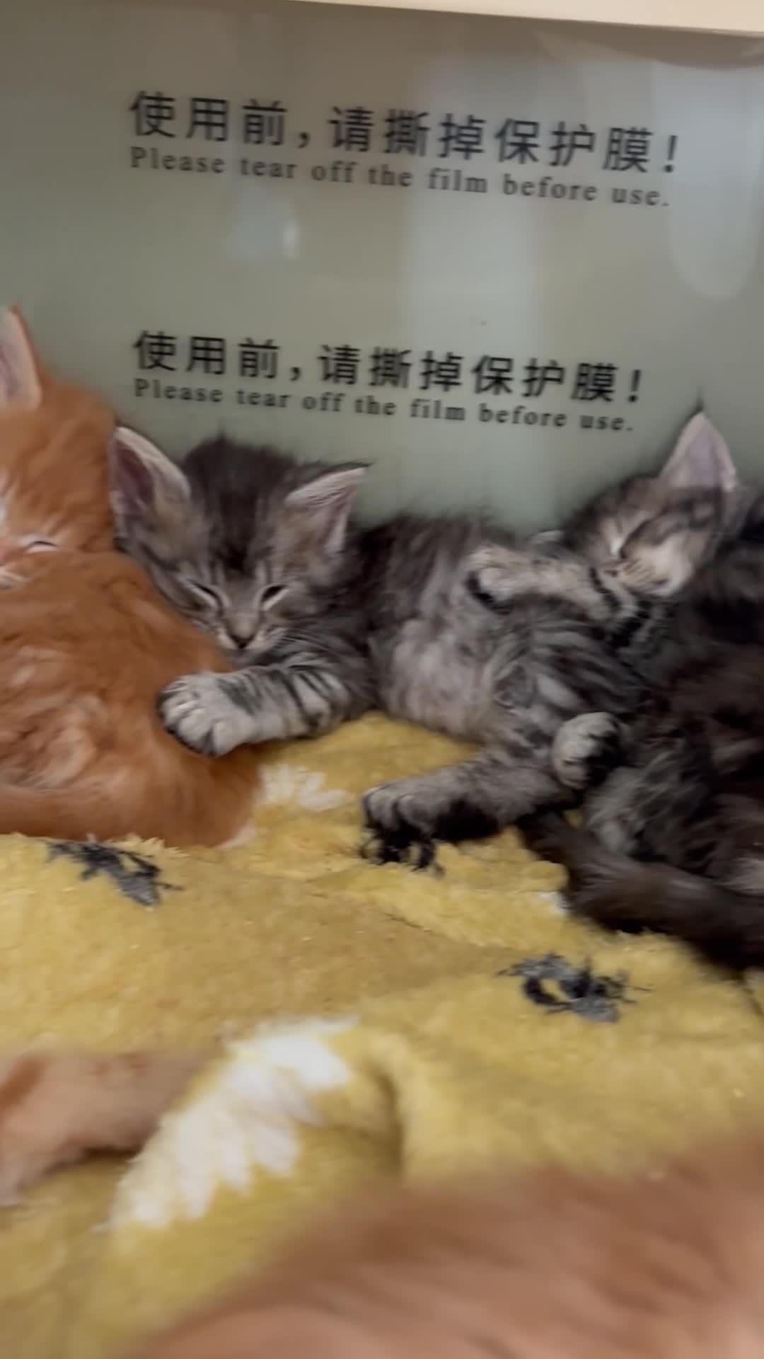 Maine Coon cats for sale: ONLY 3 BOYS REMAIN mainecoon kittens  - Video 1