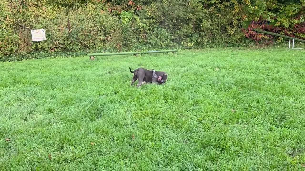 Mixed Breed dogs for sale: Gorgeous, loving boy for rehome in Liverpool - Video 2