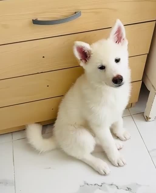 Japanese Akita Inu dogs for sale: Cute Japanese Akita puppy for the right home💜 - Video 3