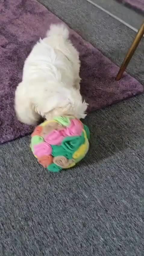 Bichon Frise dogs for sale: Bichon frise  - Video 2