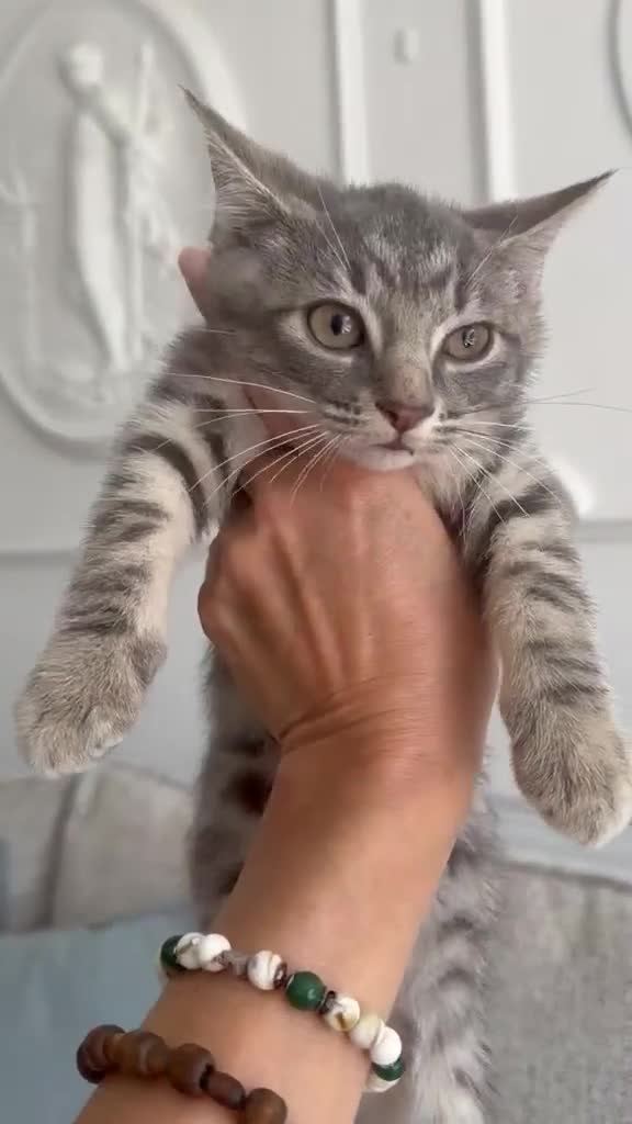 Turkish Angora cats for sale: 😻 Last 2 Turkish Angora X Kittens - Video 2