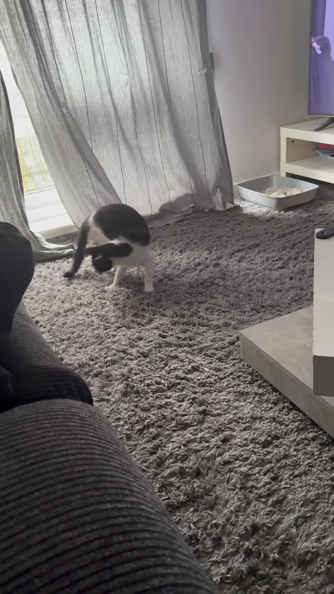 Domestic Shorthair cats for sale: Help needed for my lovely male cat Spyro - Video 2