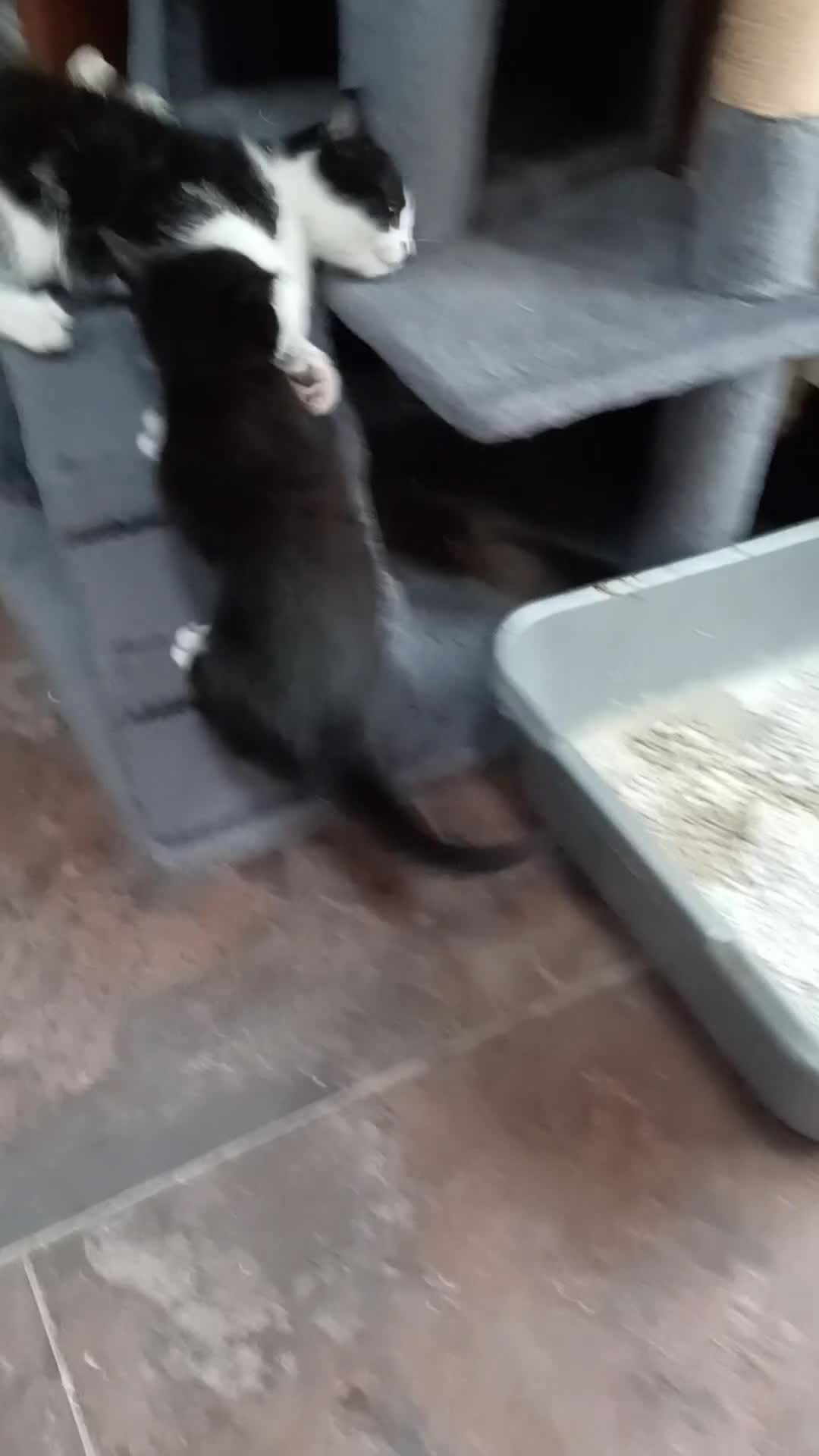 Mixed Breed cats for sale: Adorable cuddly kittens - Video 1