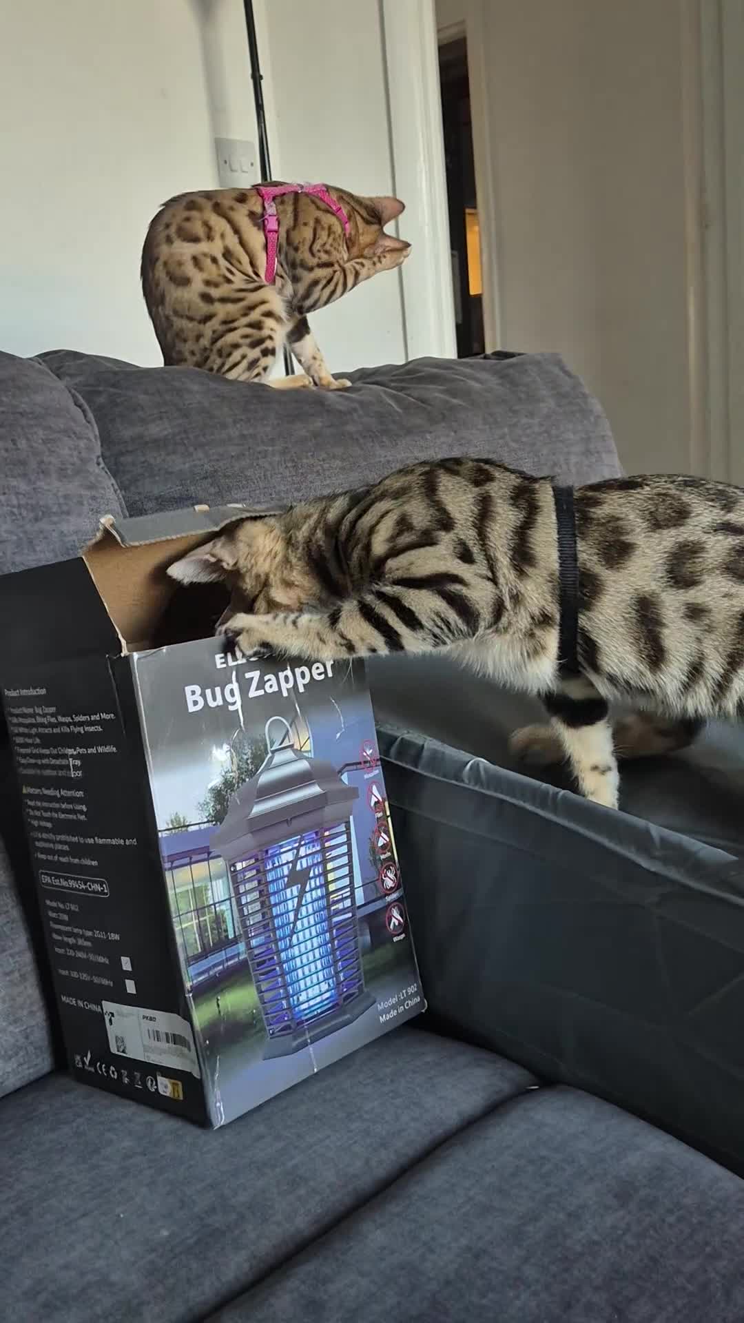 Bengal cats for sale: 🐆 Bengal Cat Pair Looking for a Loving Home 🐆 - Video 1