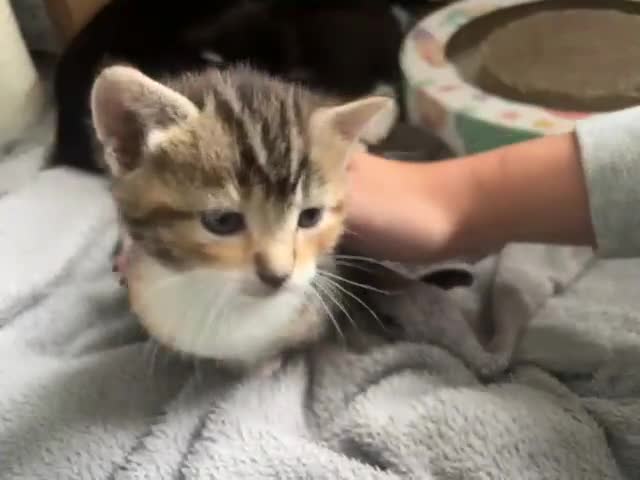 Mixed Breed cats for sale: 3 friendly kittens for sale - Video 1