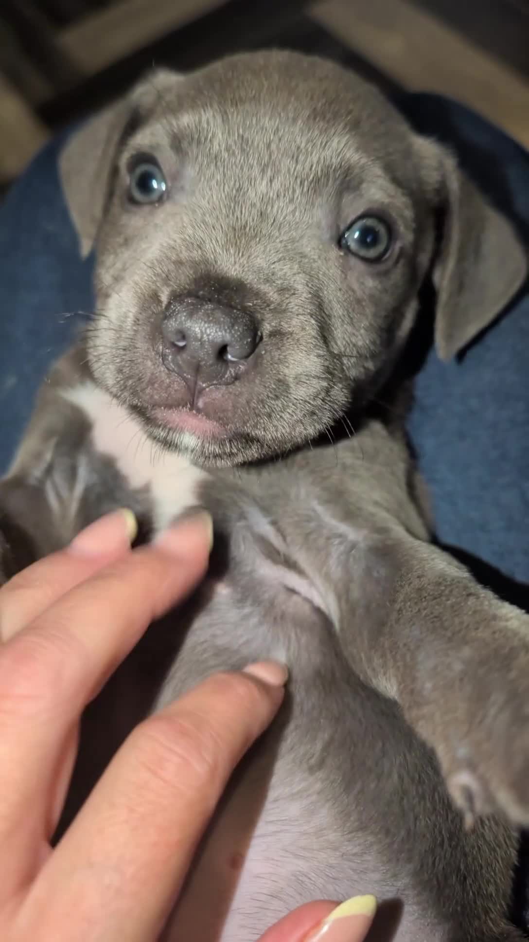 Staffordshire Bull Terrier dogs for sale: Stunning litter of 8 Staffordshire bull terriers - Video 1