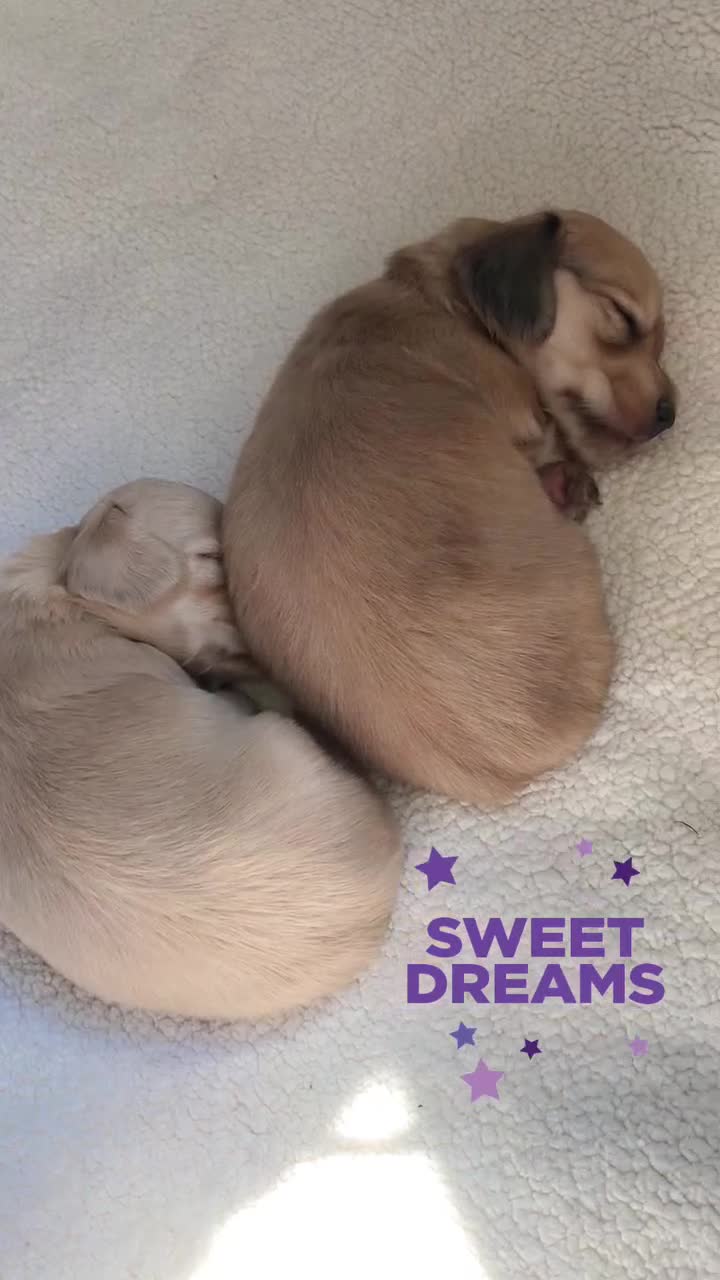 Miniature Dachshund dogs for sale: Kc registered mini long haired dachshund £2200 in Wadhurst - Video 4