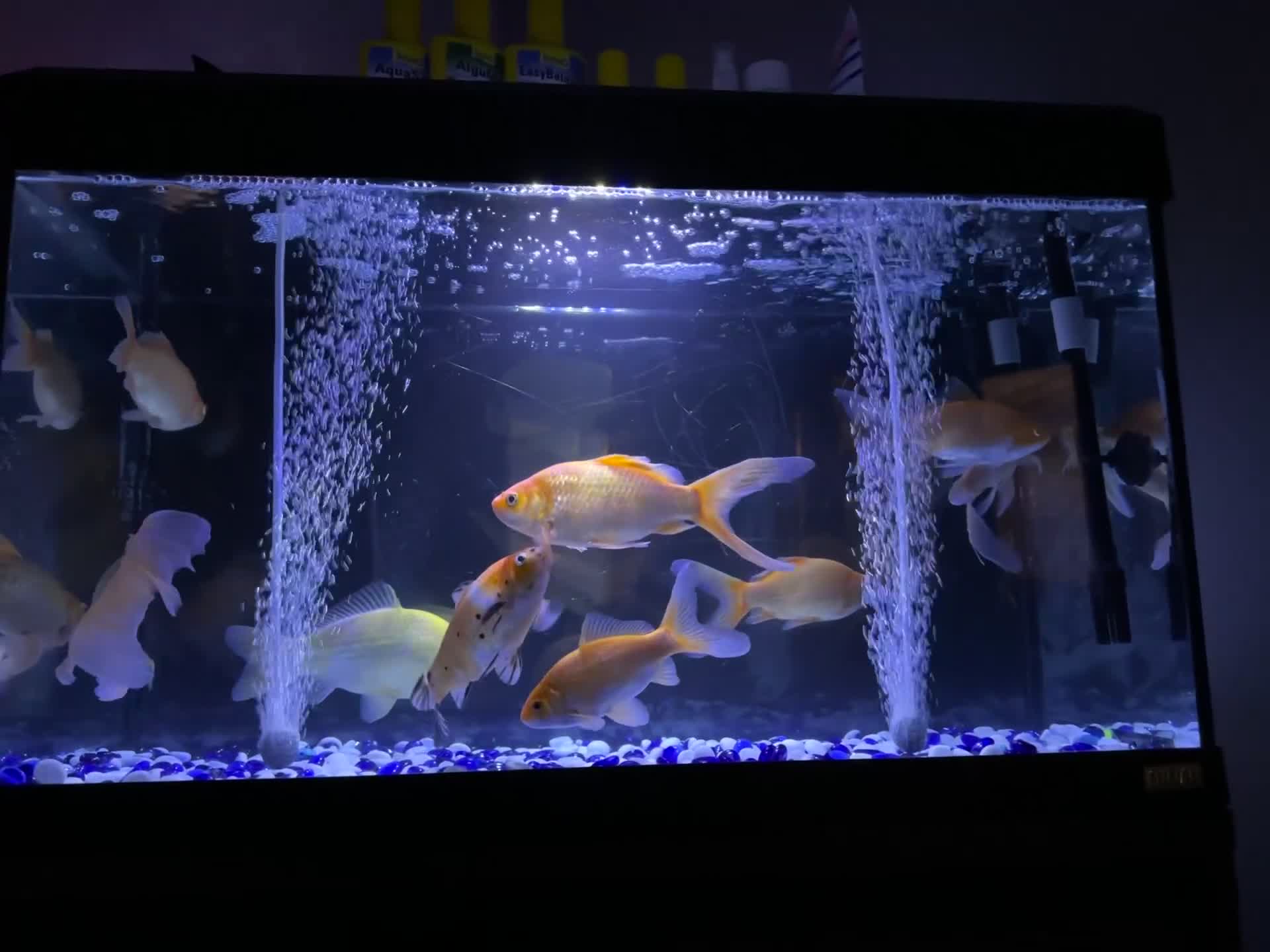 Goldfish fish for sale: Goldfish  - Video 1