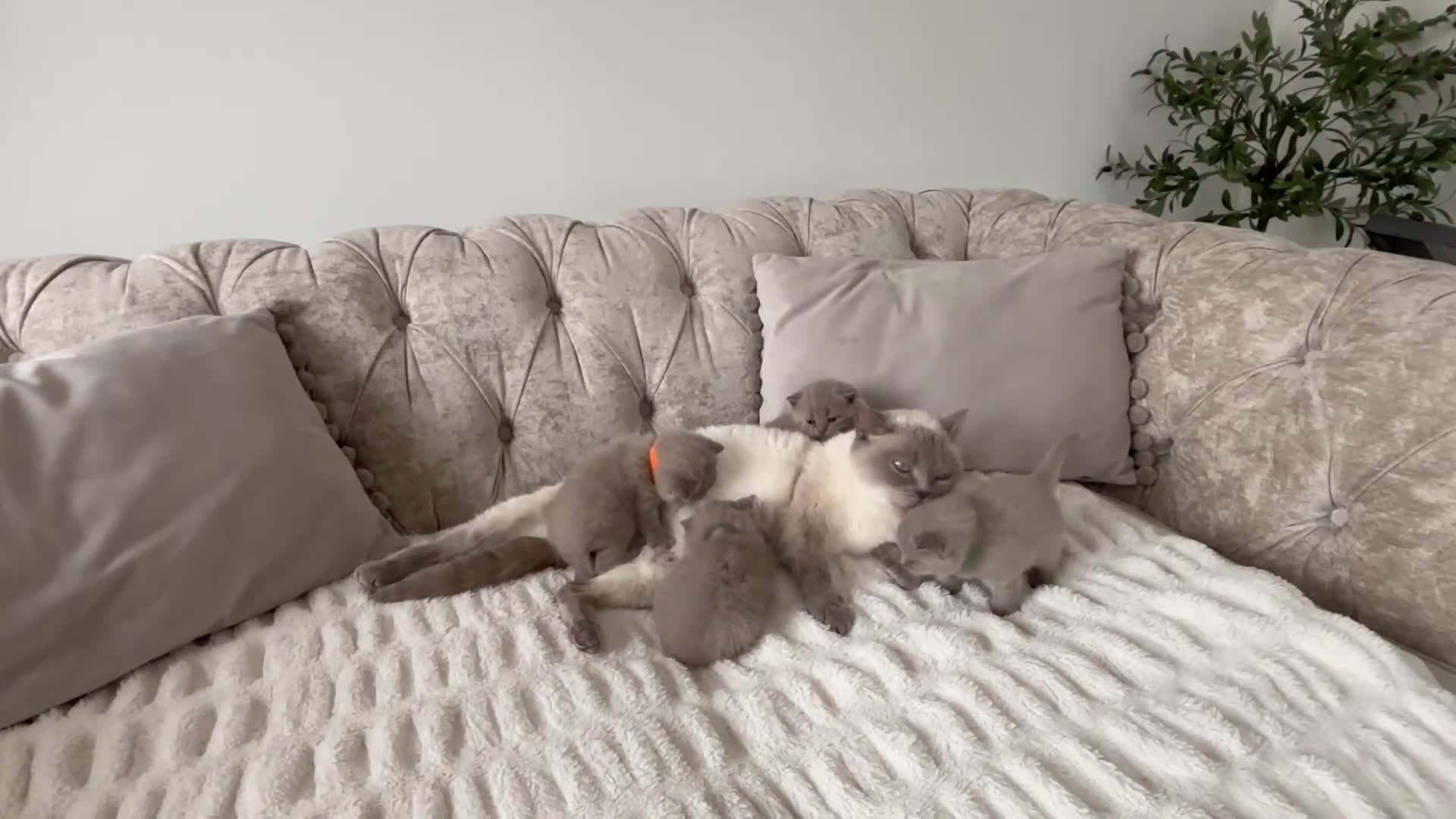 British Shorthair cats for sale: Stunning Lilac BSH kittens GCCF  - Video 1