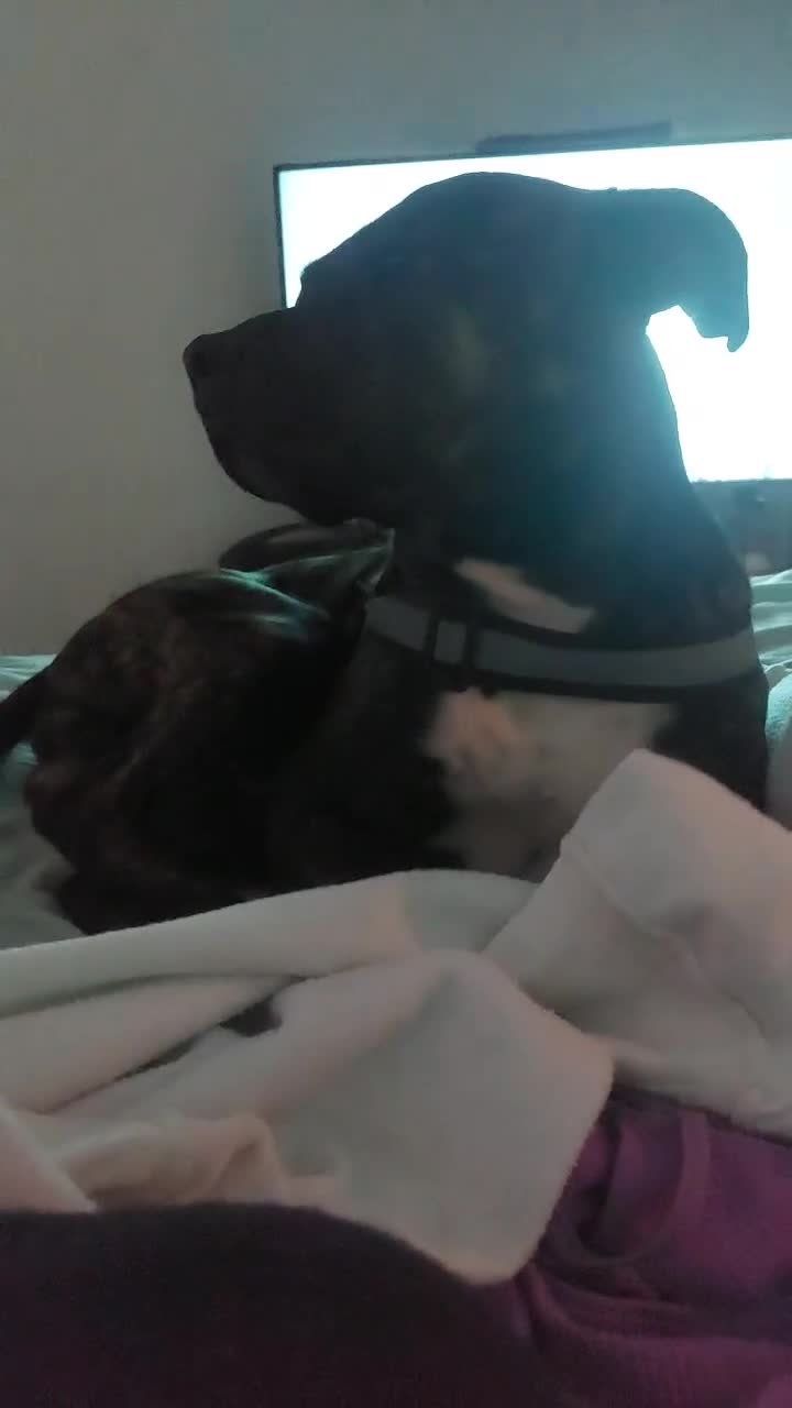 Staffordshire Bull Terrier dogs for sale: This is Dougie  - Video 1