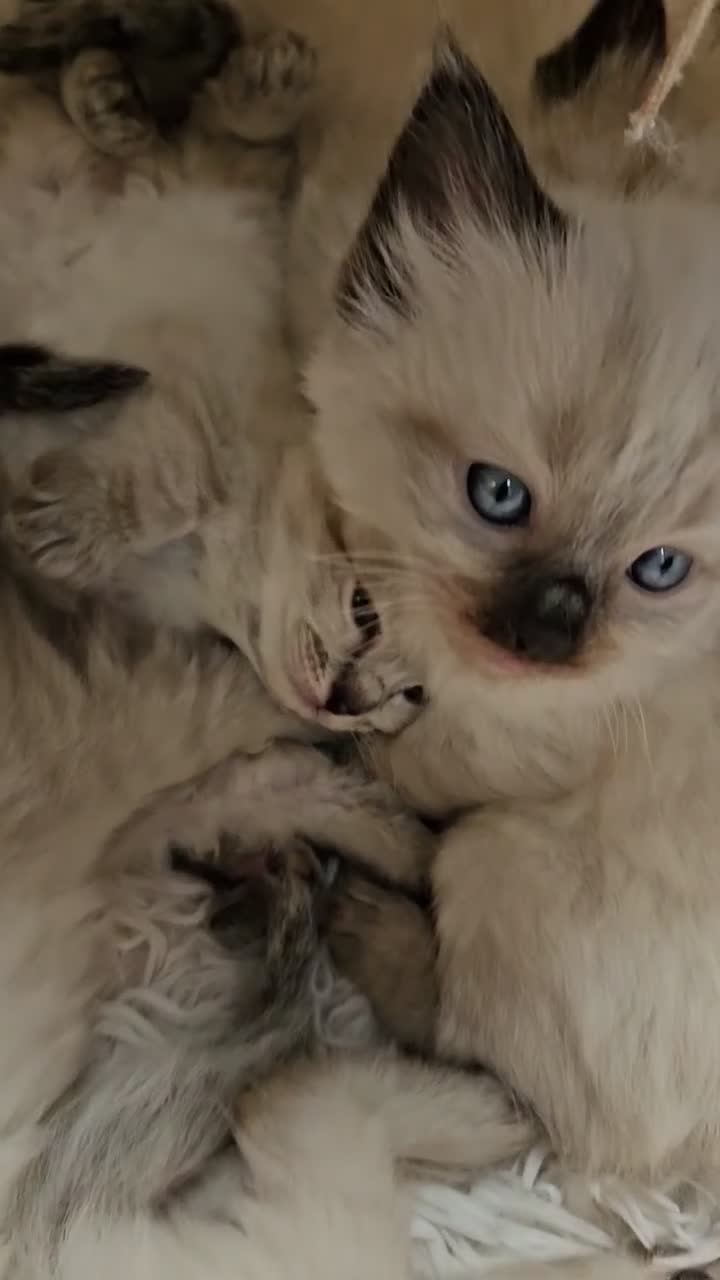 Ragdoll cats for sale: LOVELY BLUE EYED RAGDOLL KITTENS SEAL & LYNX POINT - Video 1