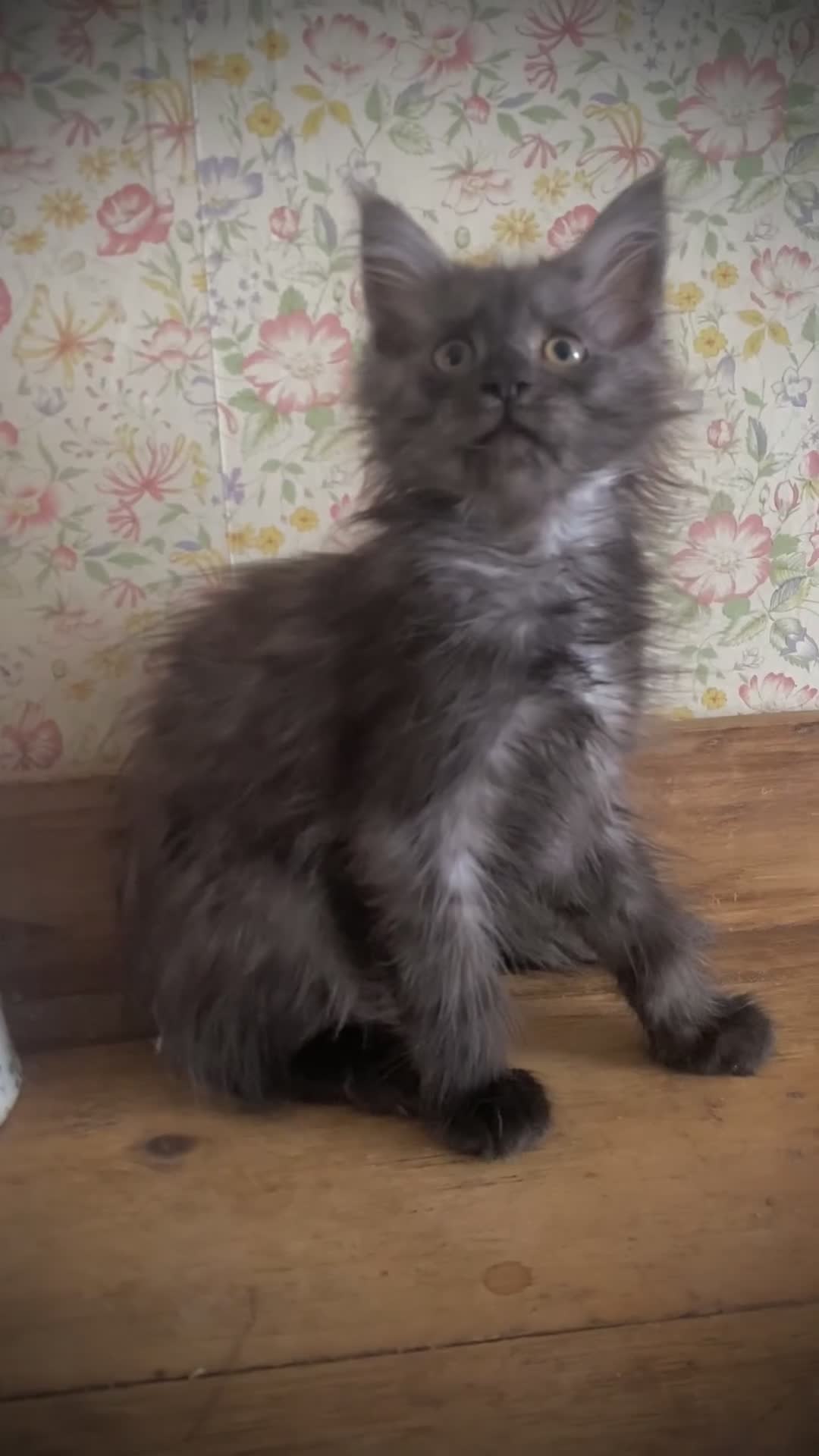 Maine Coon cats for sale: Fabulous litter full Maine Coon kittens Male  - Video 1