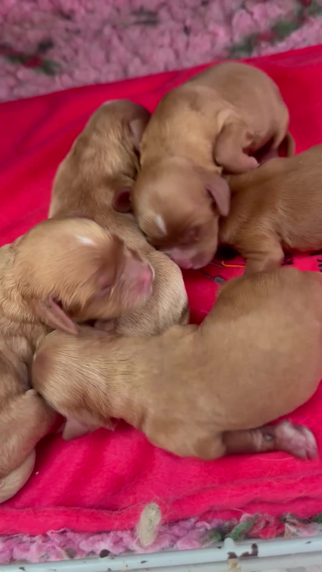 Cavapoo dogs for sale: Beautiful Health Tested F1 Cavapoos🐶 - Video 1