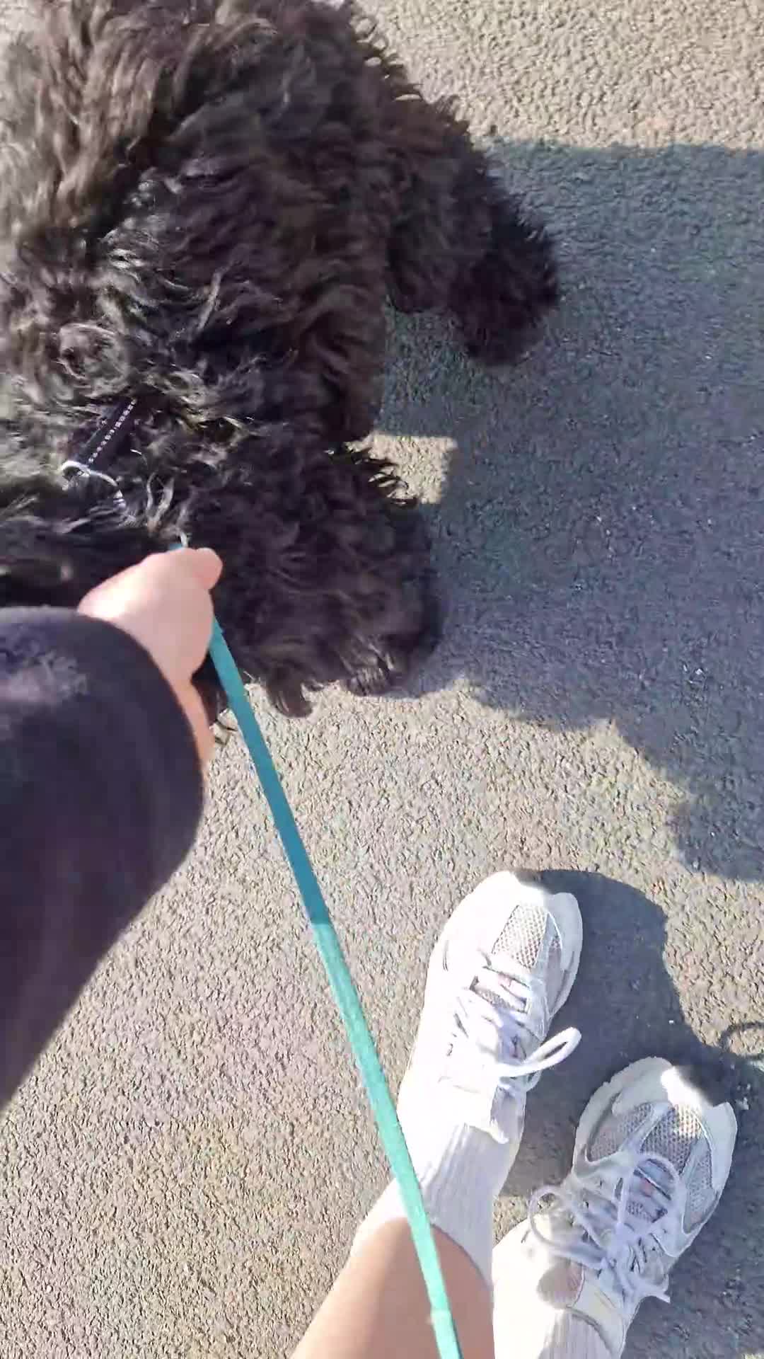 Sprocker dogs for sale: 7 Month Old Sprocker Puppy 🐶  in Runcorn - Video 1