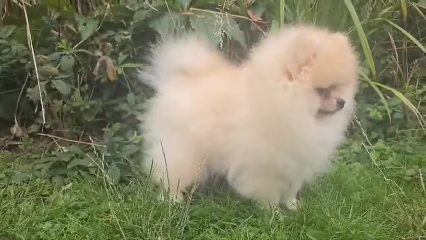 Pomeranian dogs for sale: XXS🐶KC REG🐾Pomeranian Puppies for sale🐶 in Brentwood - Video 1