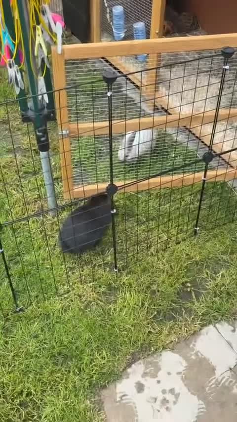 Mixed Breed rabbits for sale: 2 male rabbits  - Video 2