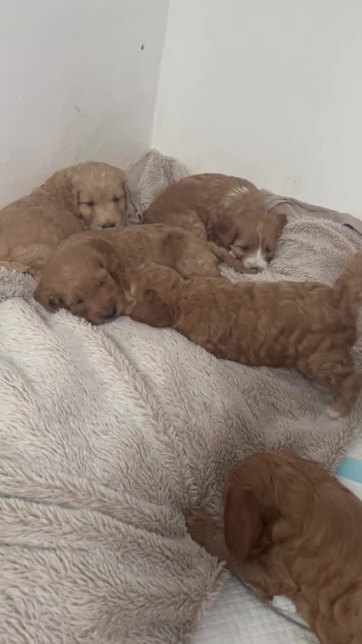 Cockapoo dogs for sale: Cockapoo in Chesterfield - Video 1