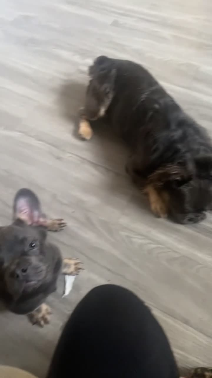 French Bulldog dogs for sale: French bulldog carrying fluffy.  - Video 1