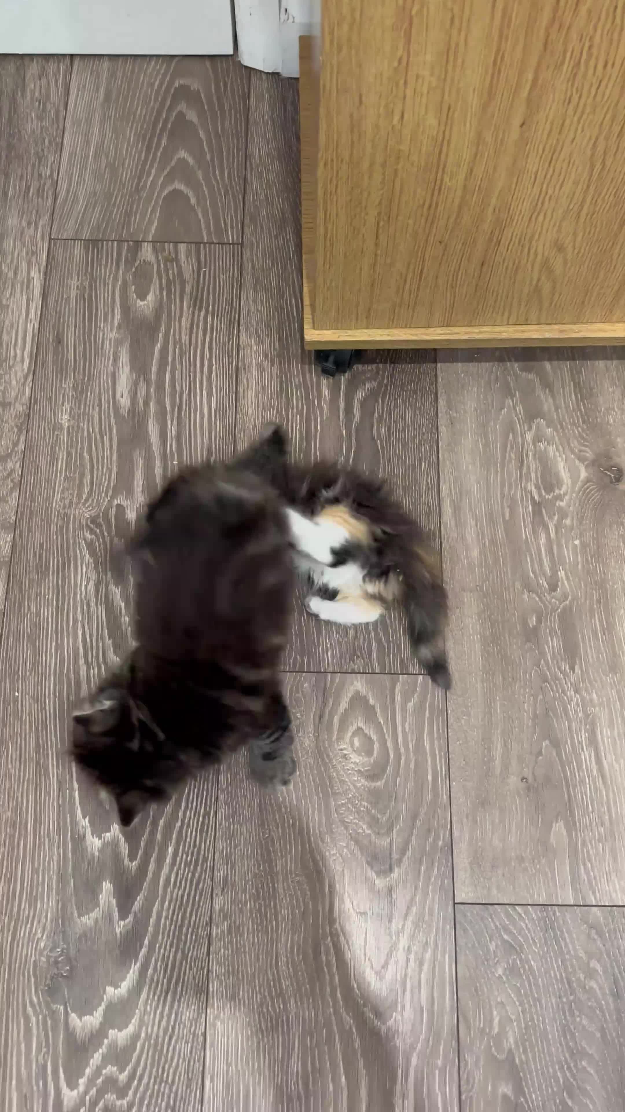 Norwegian Forest Cat cats for sale: Stunningly gorgeous Norwegian Forest Kittens - Video 3