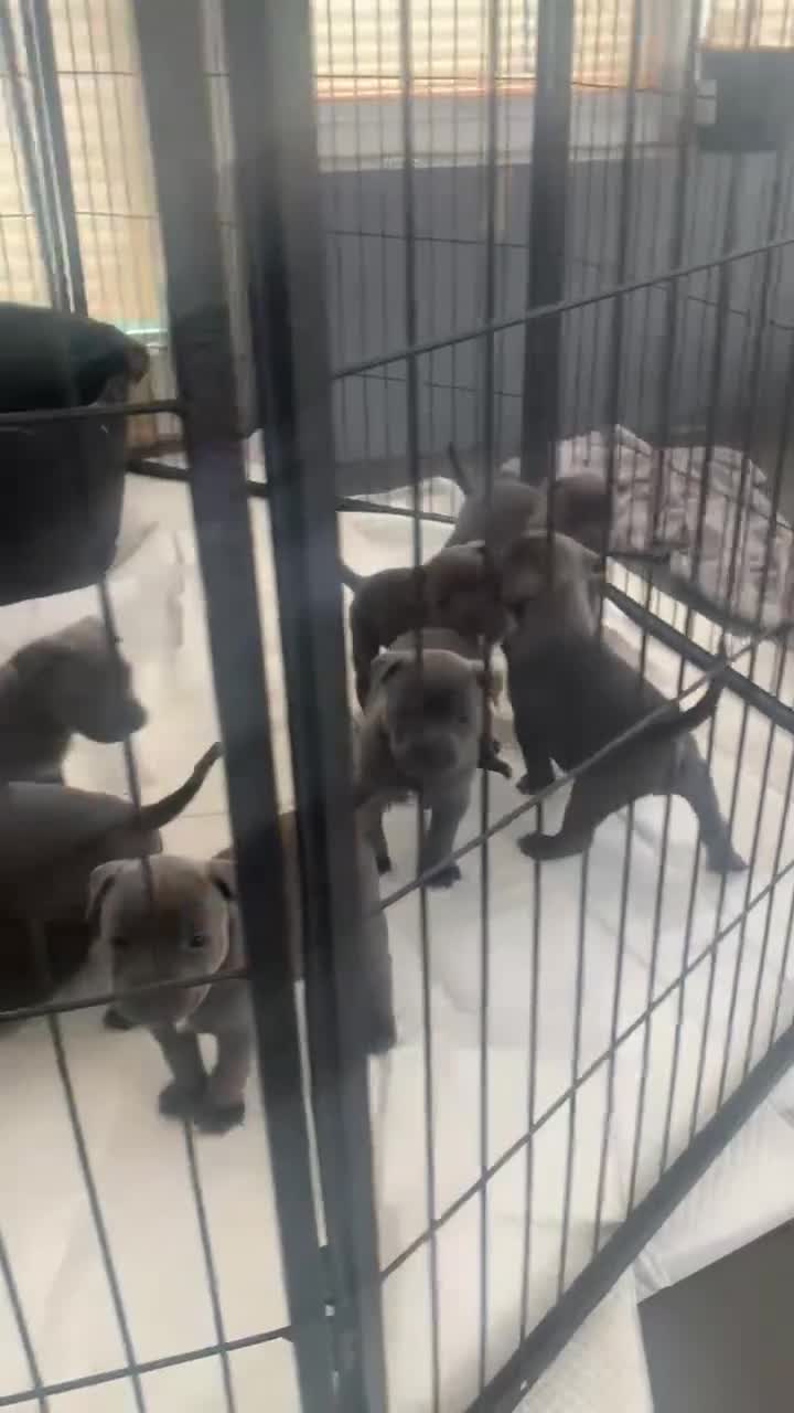Staffordshire Bull Terrier dogs for sale: KC registered blue staff puppies - Video 1