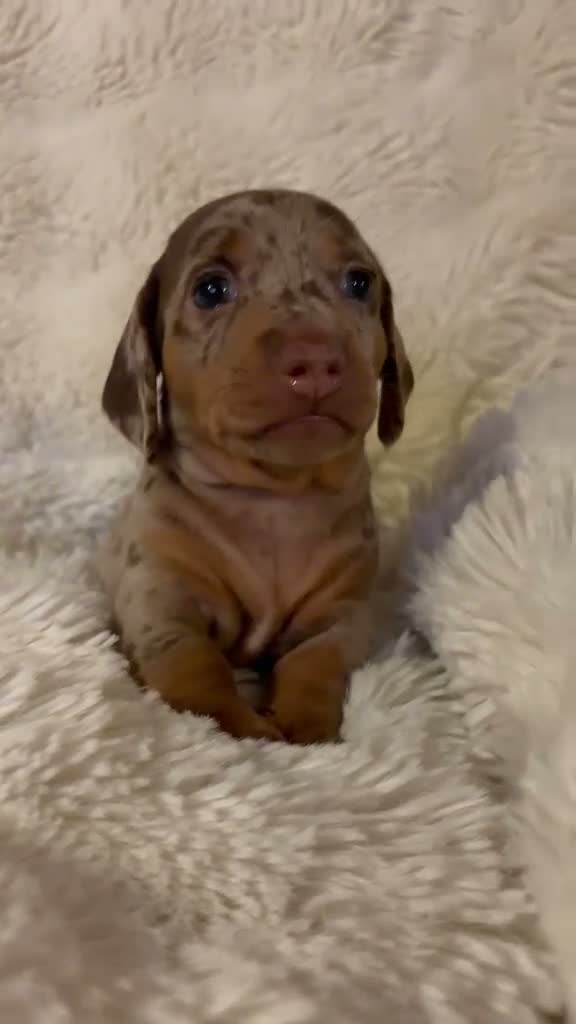 Dachshund dogs for sale: Beautiful Dachshund Puppies Ready for Loving Homes - Video 4