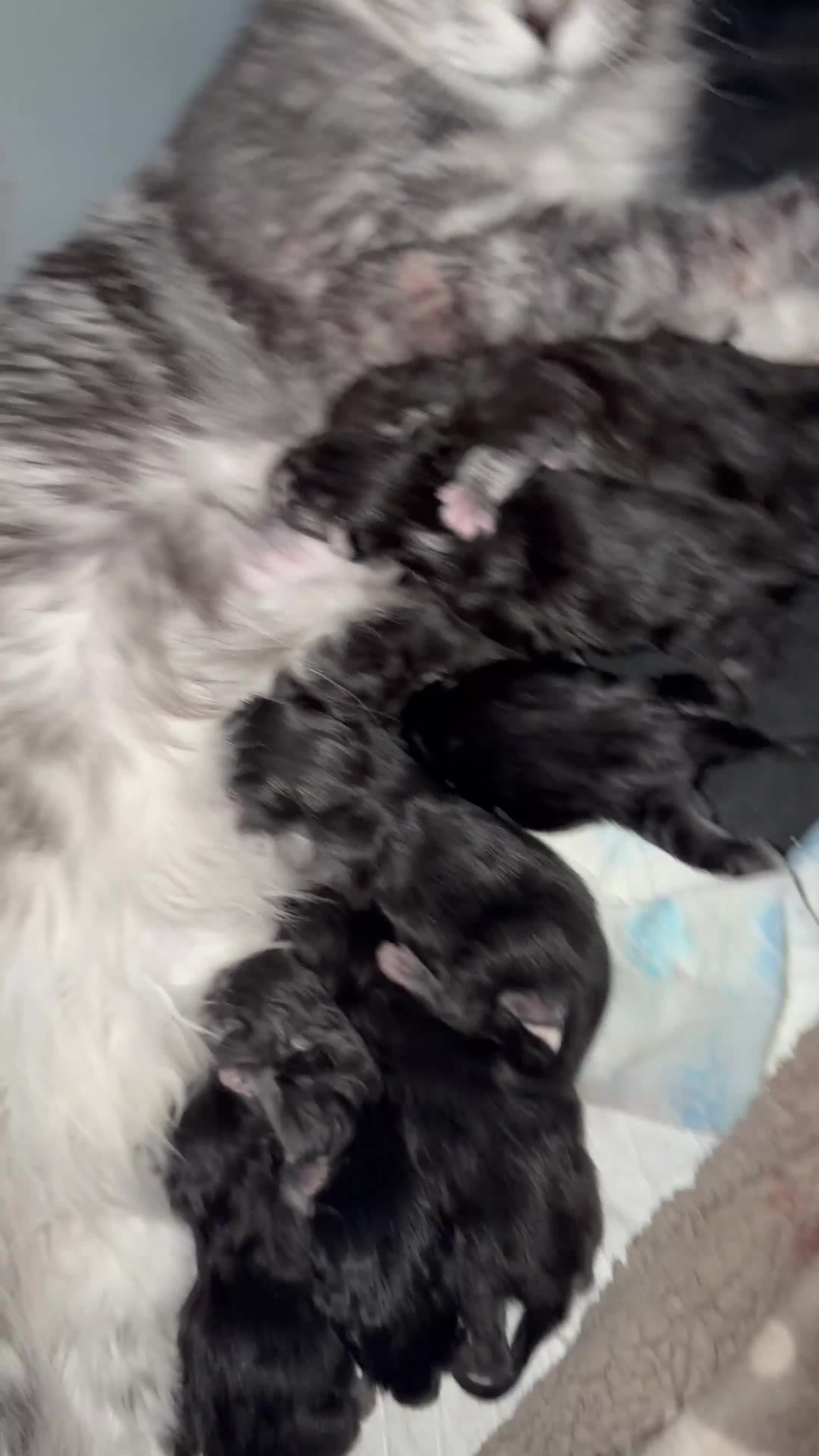 Maine Coon cats for sale: Beautiful XL Russian maine coon litter🌷✨ in Preston - Video 1