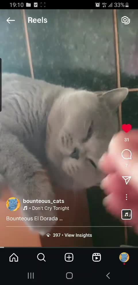 British Shorthair cats for sale: Closing of BSH cattery, 50% discount  - Video 2