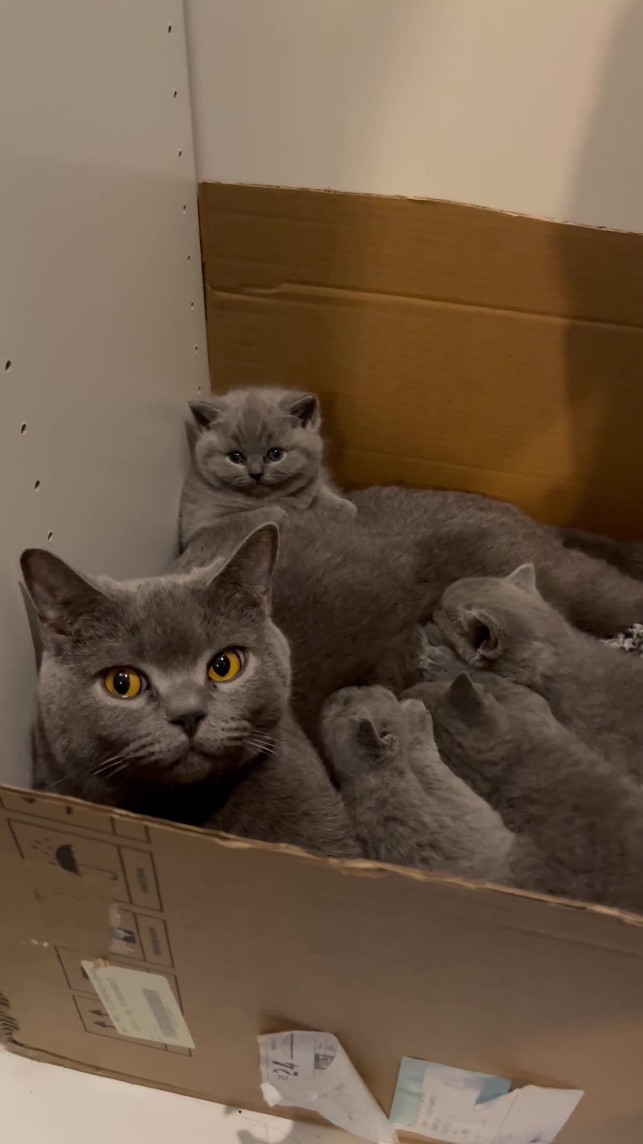 British Shorthair cats for sale: Blue British Shorthairs 2 Boys + 2 Girls - Video 1