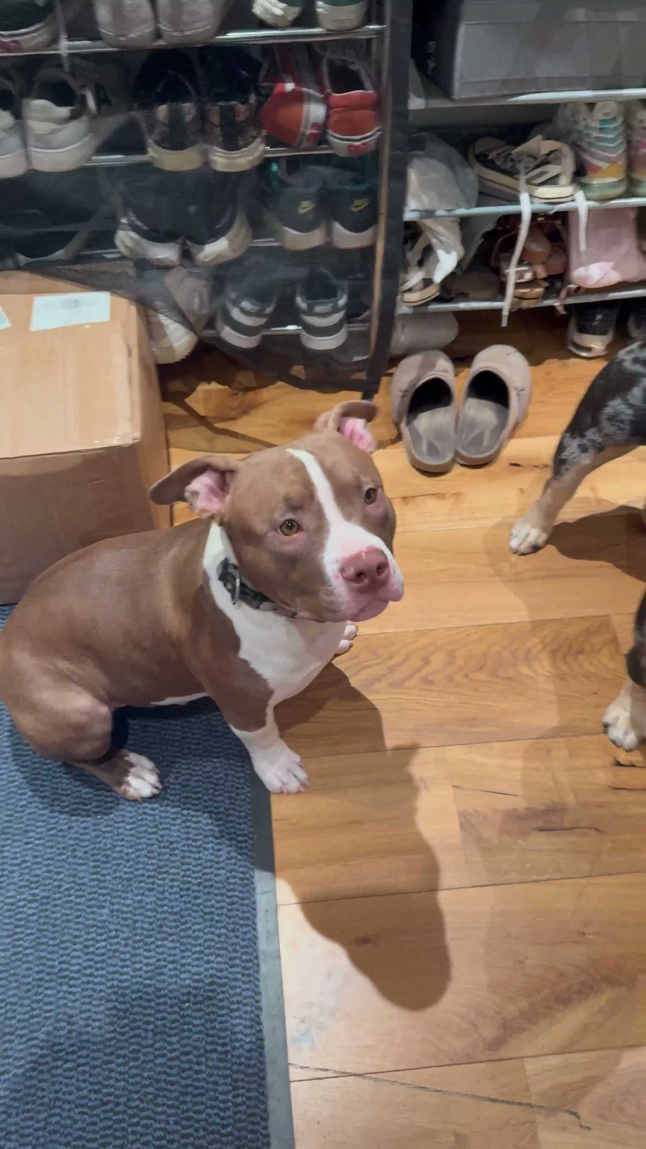American Bully dogs for sale: Pet for home, 6months old pocket - Video 2