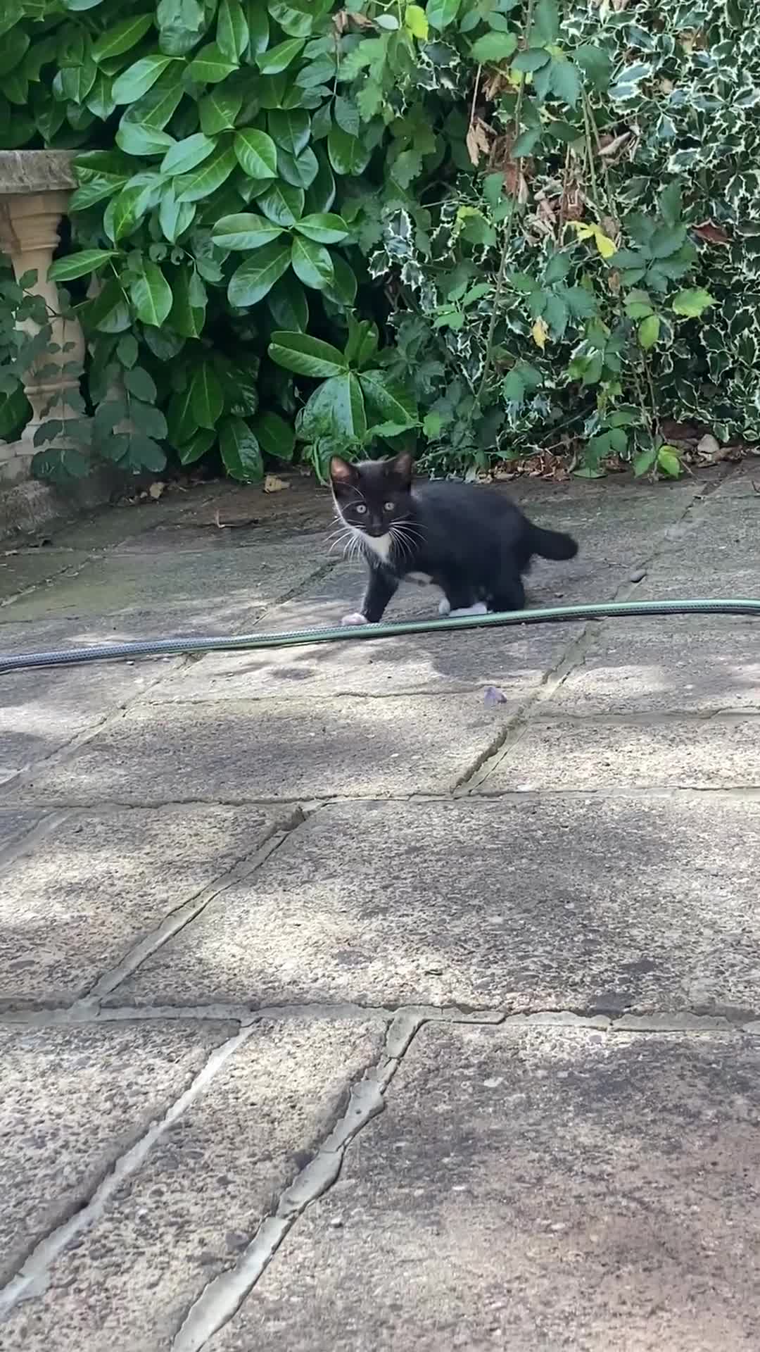 Mixed Breed cats for sale: 1 boy and 1 girl kitten for sale - Video 2