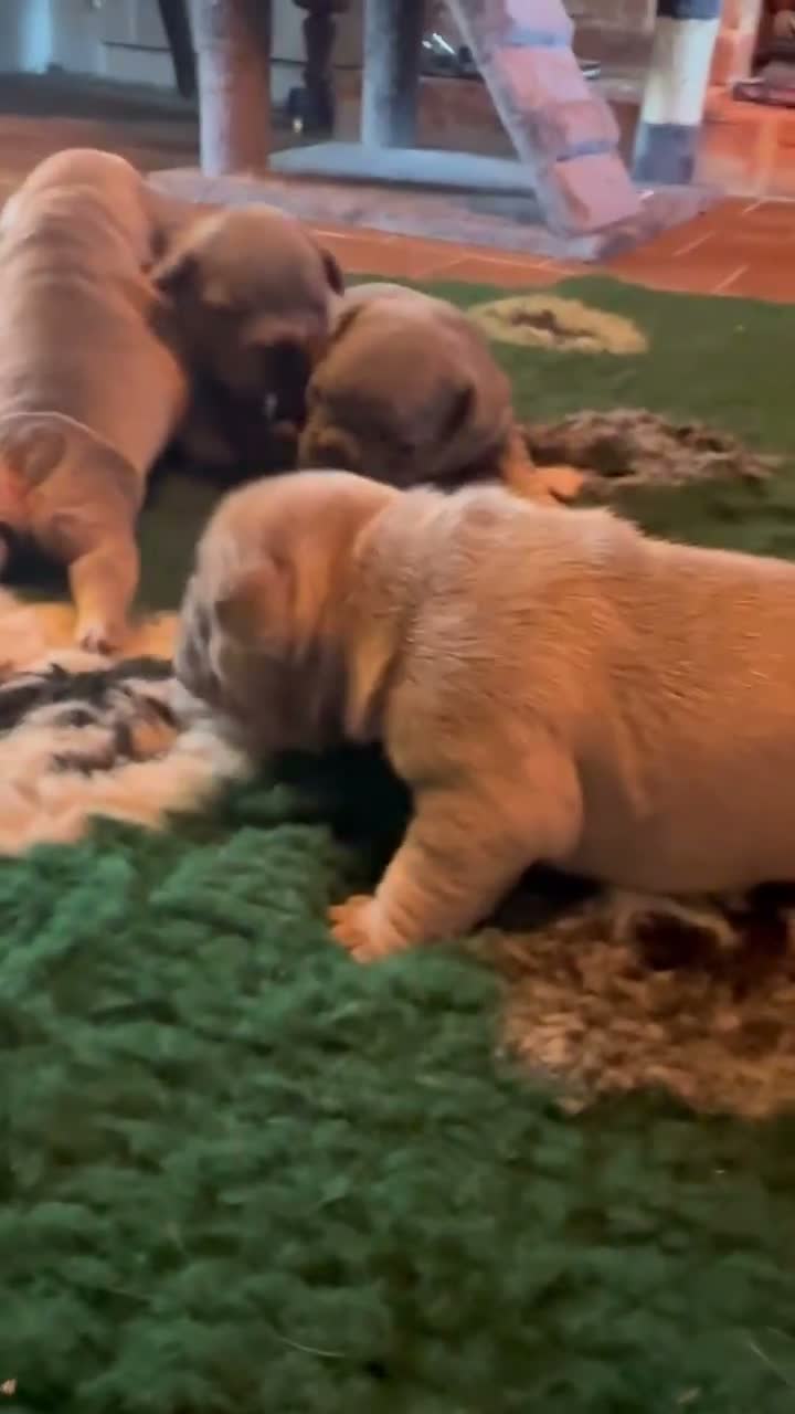 French Bulldog dogs for sale: KC REG genetic tested French bulldog puppies  - Video 1