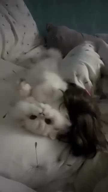 British Longhair cats for sale: WCF ns1133 British Longhair Boy  - Video 3
