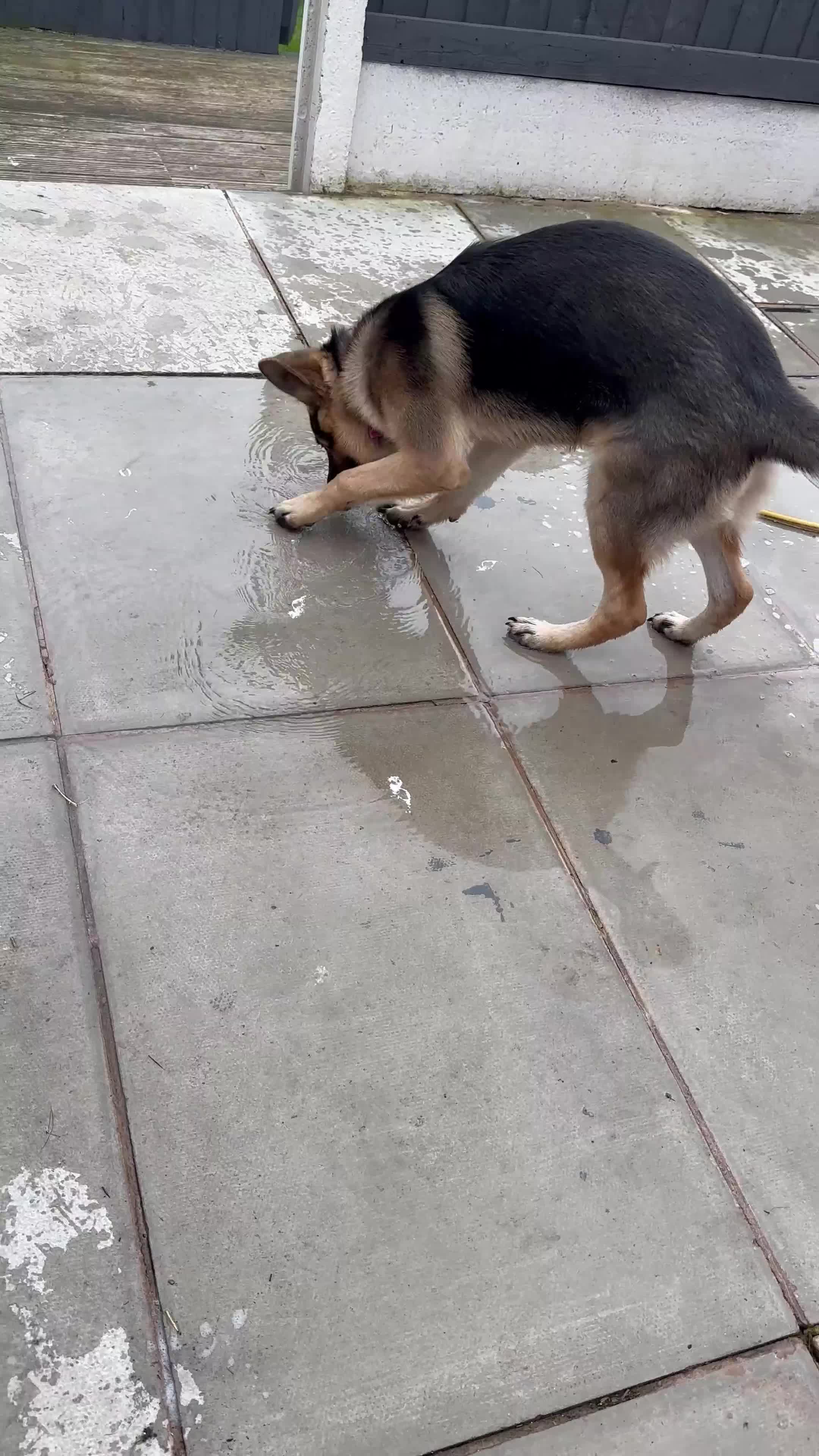 German Shepherd dogs for sale: German Shepherd 6 month old  - Video 1
