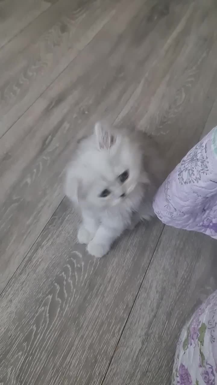 Persian cats for sale: 2 Boys left! Persian Chinchilla kittens - Video 2