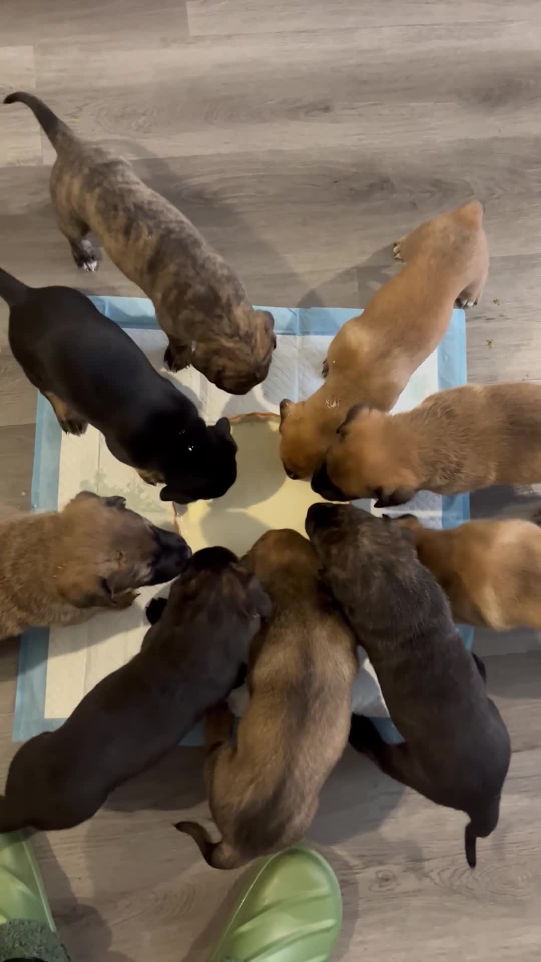 Mixed Breed dogs for sale: Belgian Malinois / Turkish Kangal / Cane Corso - Video 1