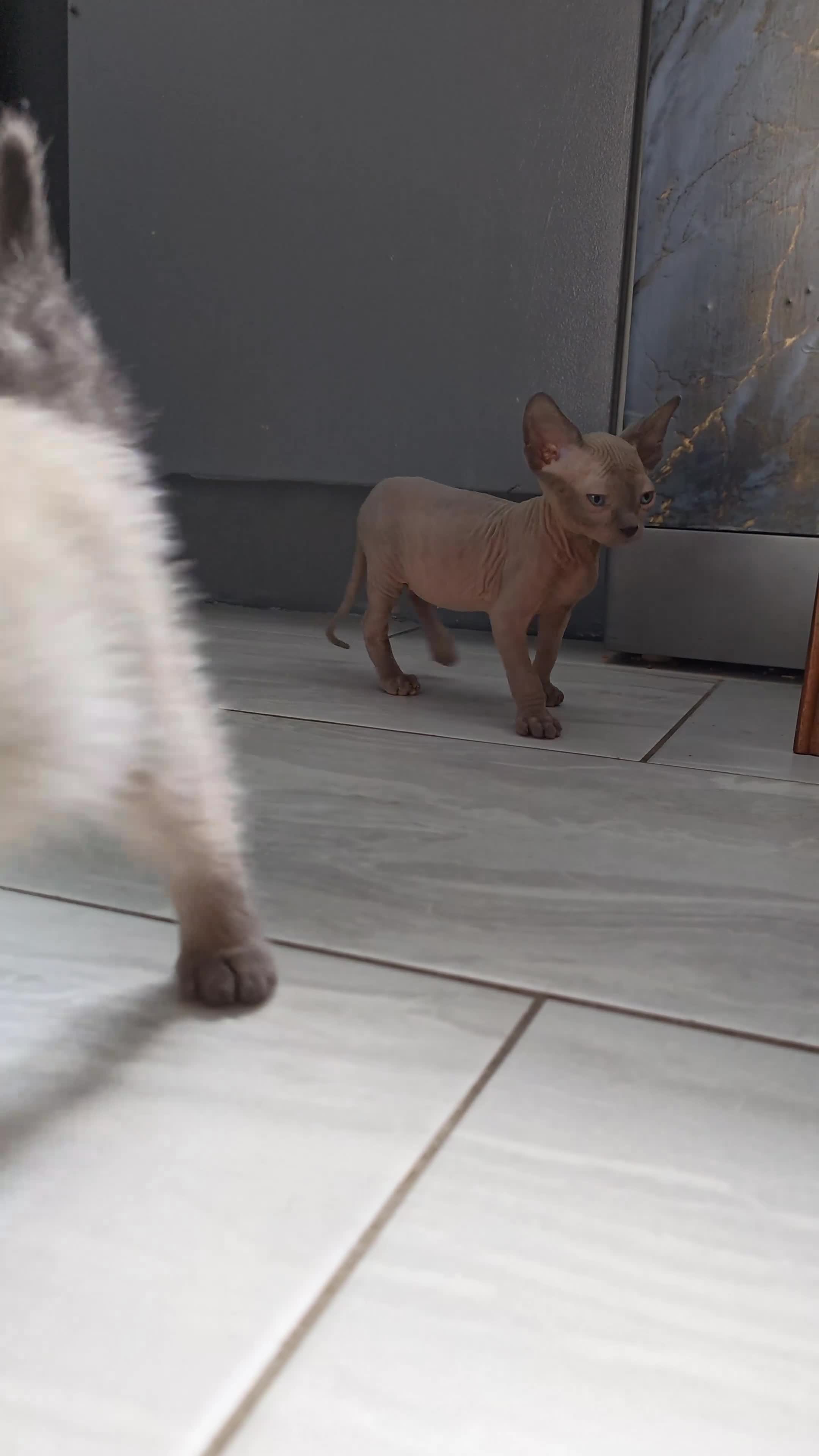 Mixed Breed cats for sale: Stunning sphynx x ragdoll kittens  - Video 1