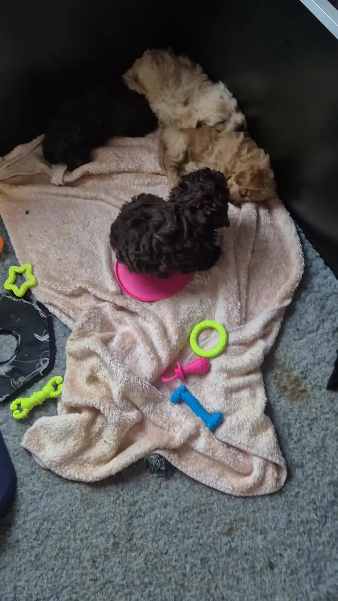 Labradoodle dogs for sale: Stunningly adorable f2b labradoodles! - Video 3