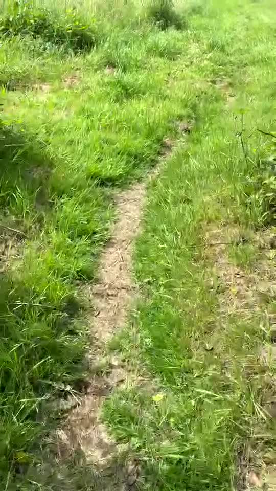 Mixed Breed dogs for sale: Kodi  - Video 1