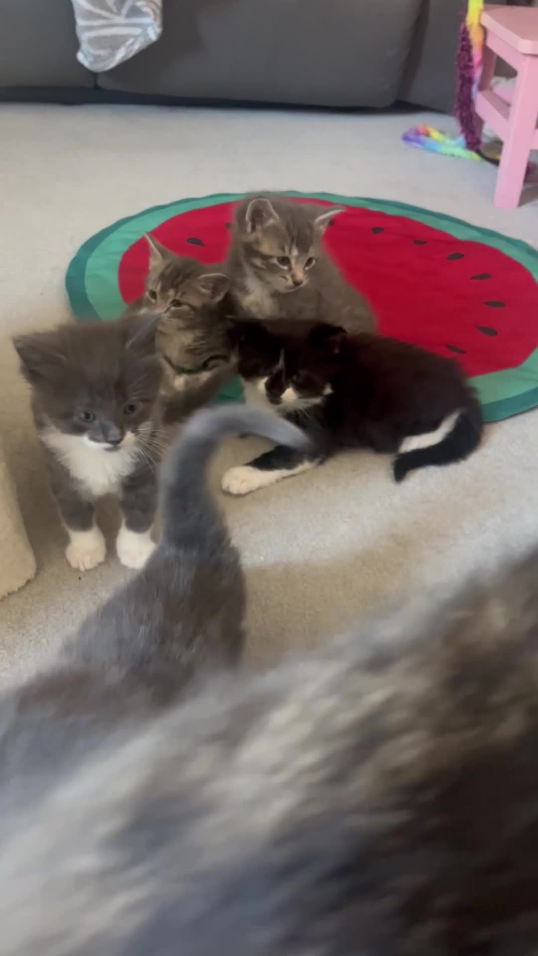 Maine Coon cats for sale: Gorgeous lil bundles of joy! - Video 1