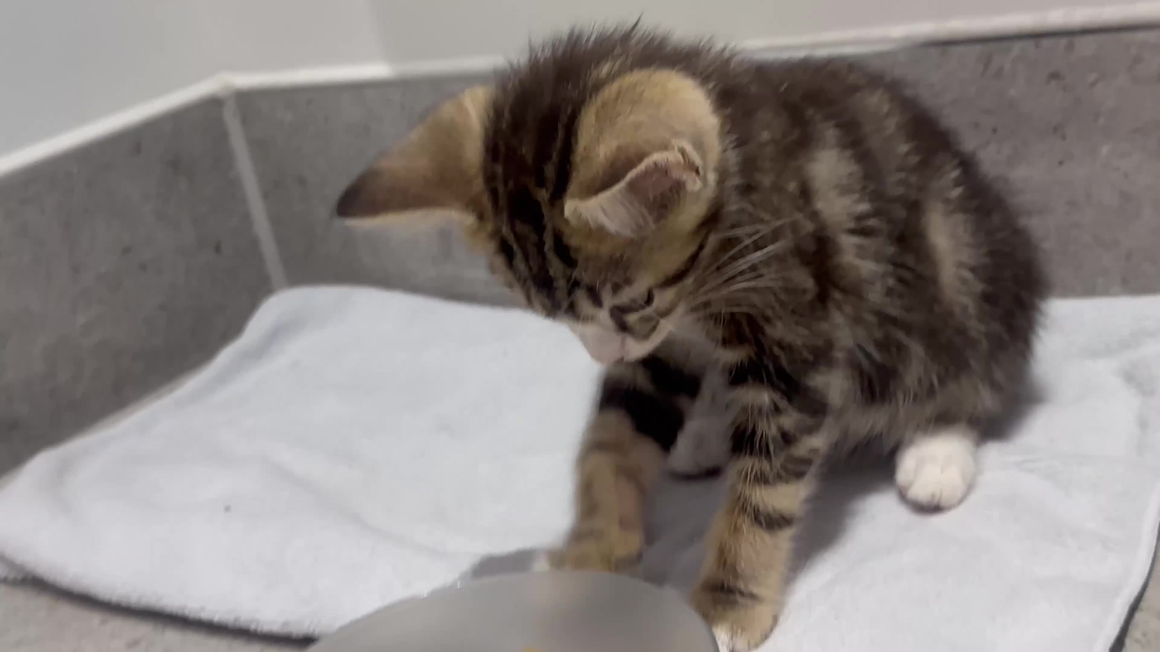 Mixed Breed cats for sale: Affectionate Brother & Sister Kittens - Video 2