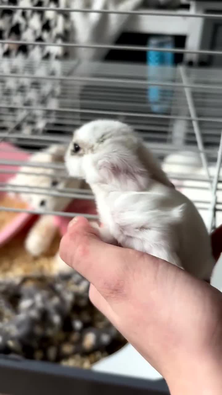Mini Lop rabbits for sale: mini lop babies  in Callander - Video 1