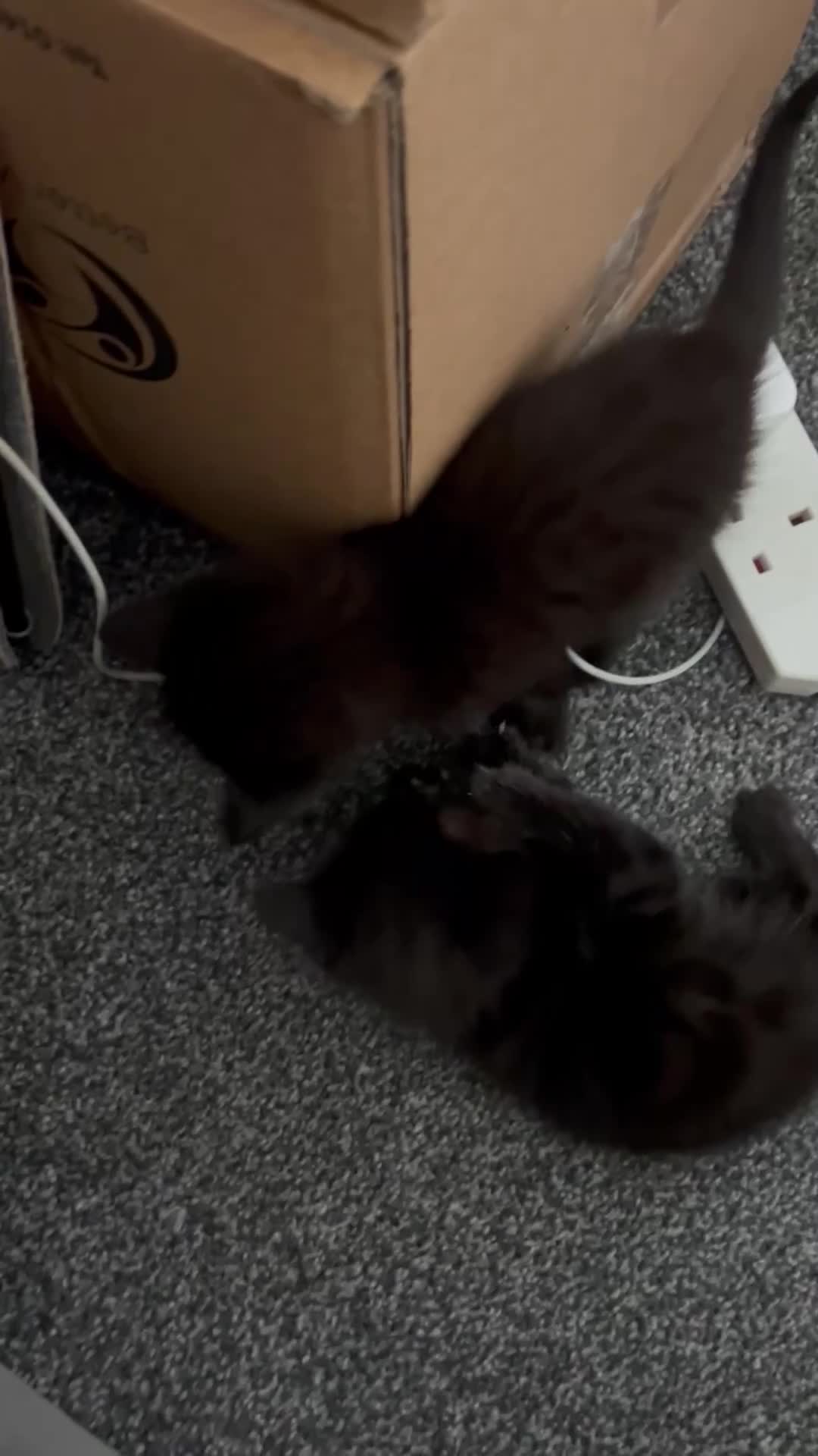 Mixed Breed cats for sale: weaverham  - Video 1
