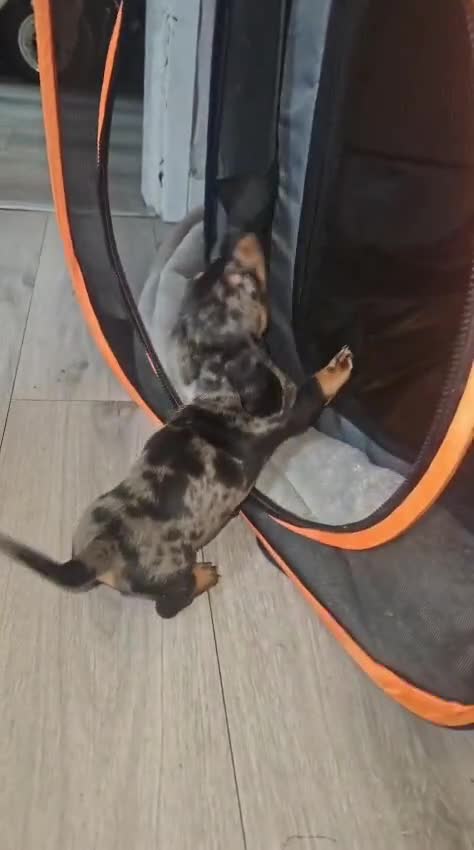 Dachshund dogs for sale: Ready to leave  - Video 2