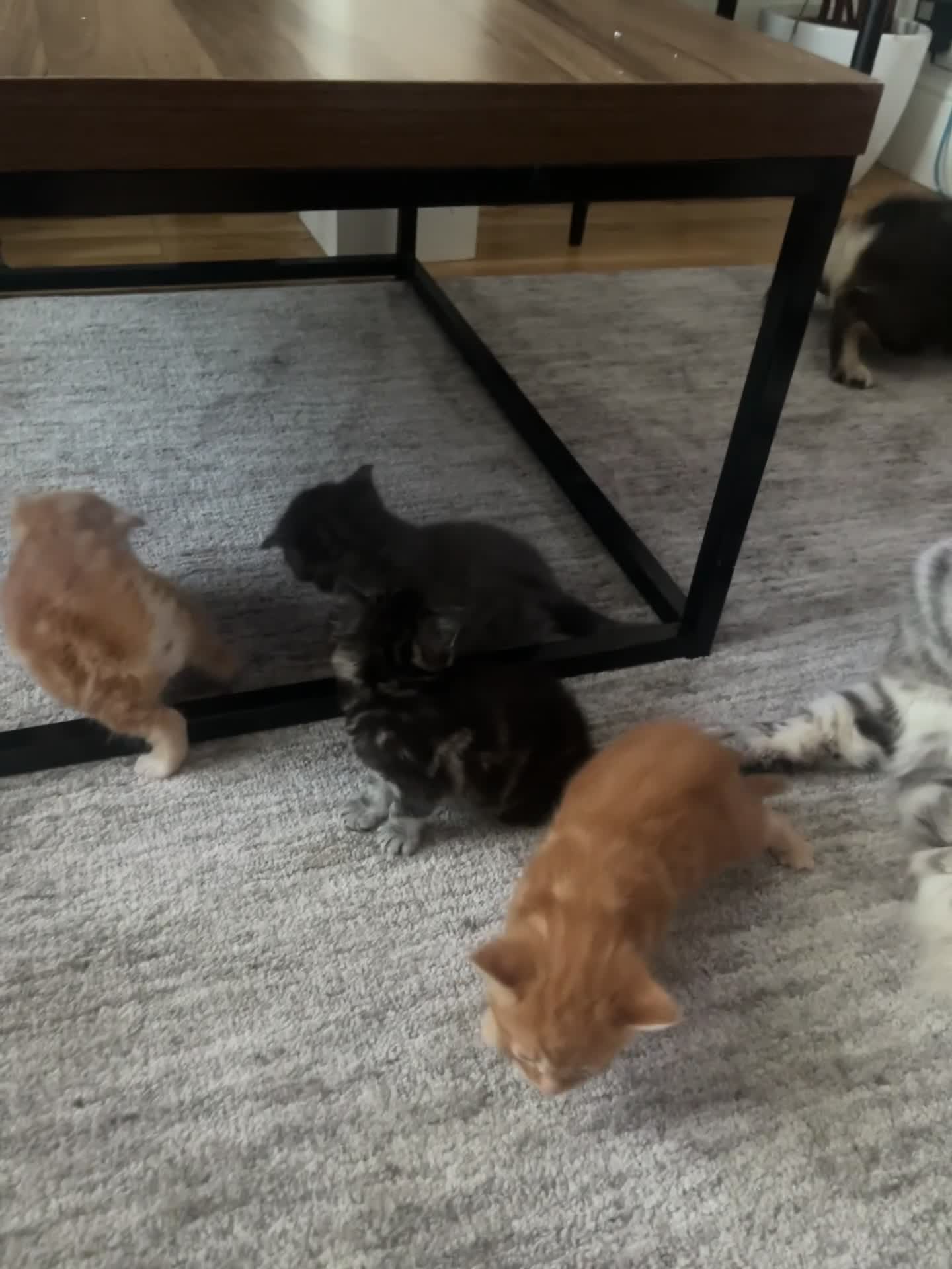 Mixed Breed cats for sale: 4Maine Coon Cross Male Kittens Need Loving Homes . - Video 3