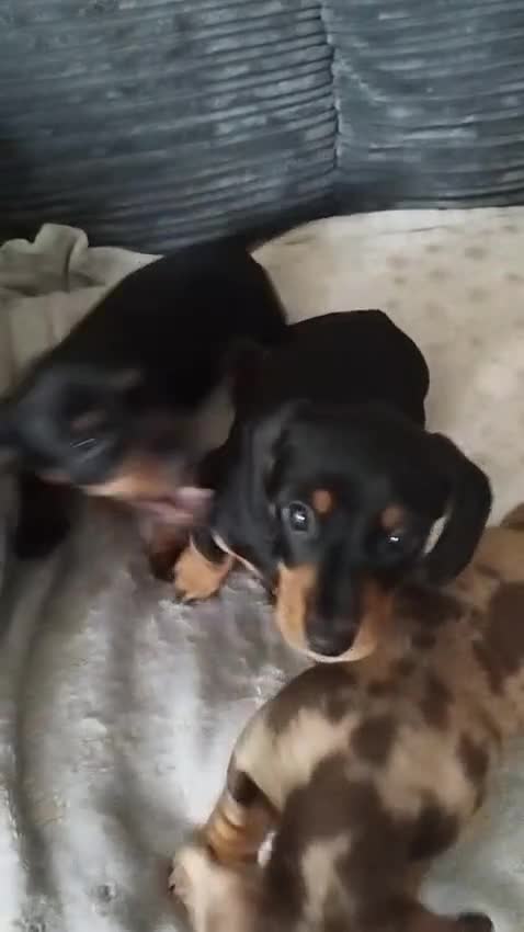 Miniature Dachshund dogs for sale: MINIATURE DACHSHUND! - Video 1