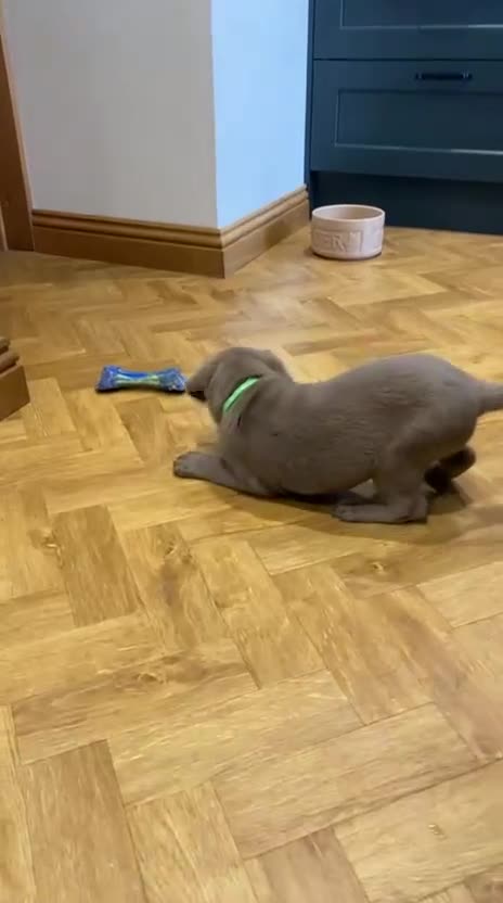Labrador Retriever dogs for sale:  Ready for collection from today 🩶💚🩶   - Video 3