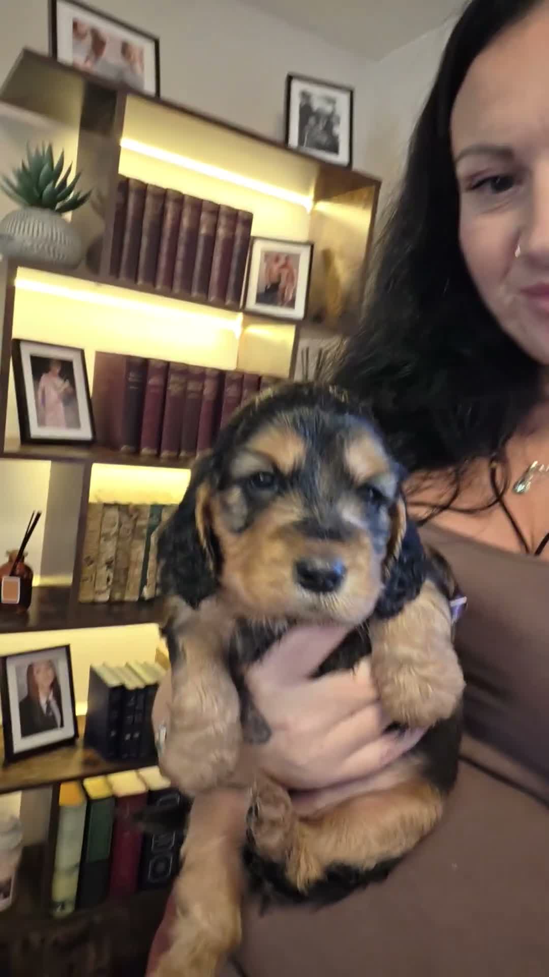 Cocker Spaniel dogs for sale: Beautiful cocker girl  - Video 2