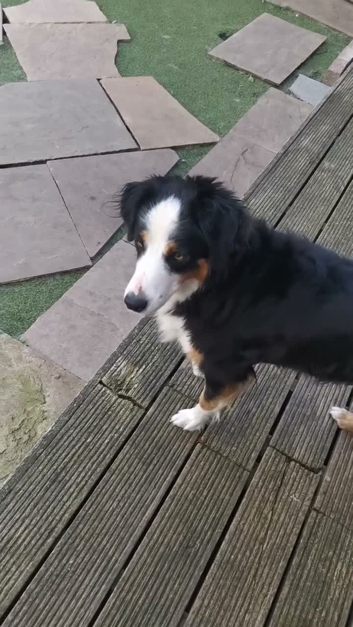 Mixed Breed dogs for sale: Beautiful Bordernese  - Video 3