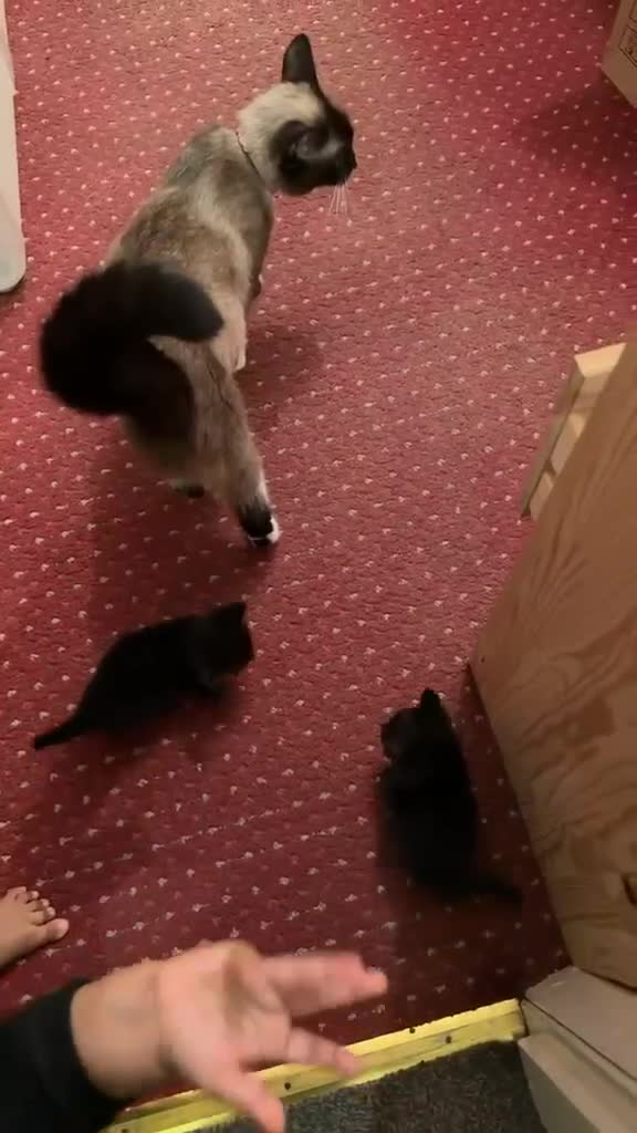 Brazilian Shorthair cats for sale: British Short Hair/ Maine Coon Cross - Video 4